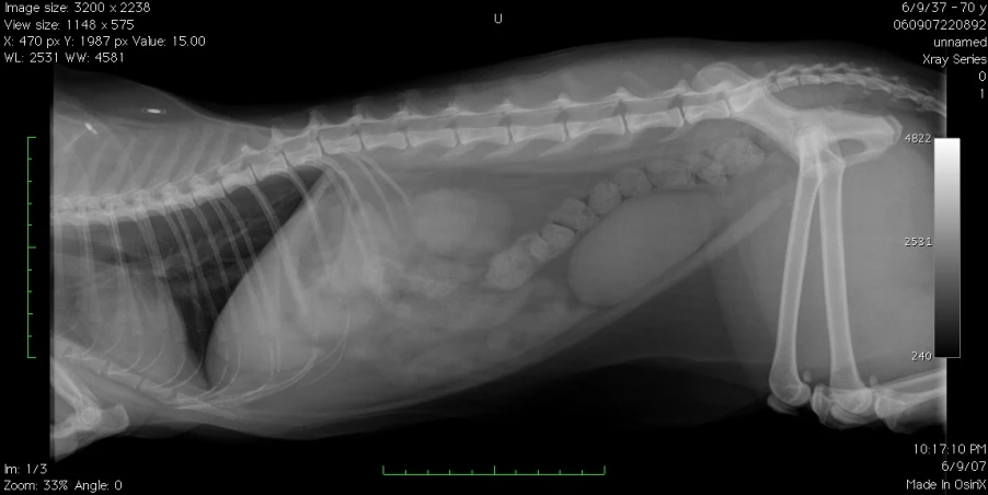 a large tooth showing the anatomy of the mouth