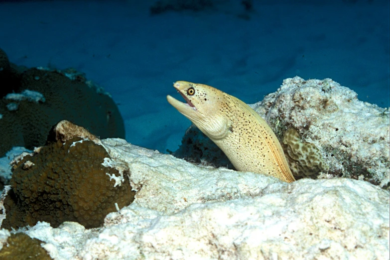 a pufferfish hiding in the sand in the ocean