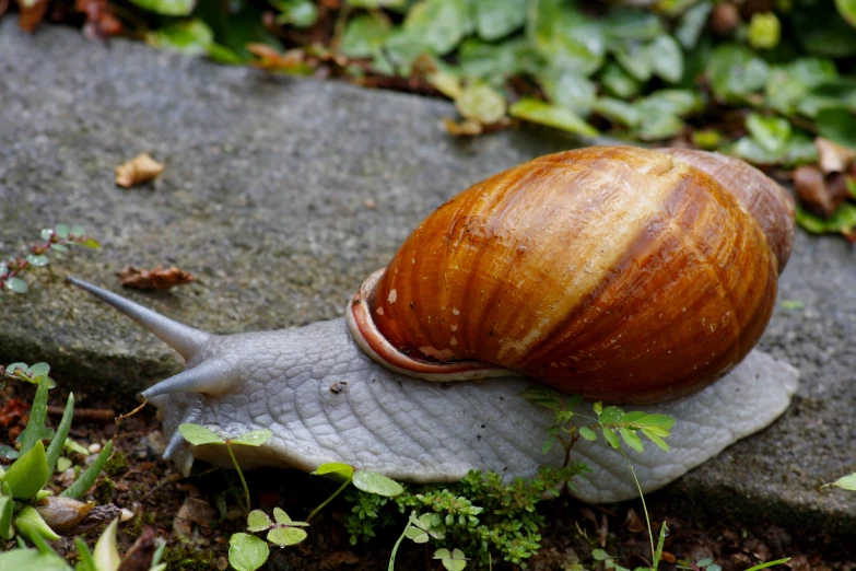 a snail is sitting on top of a stone