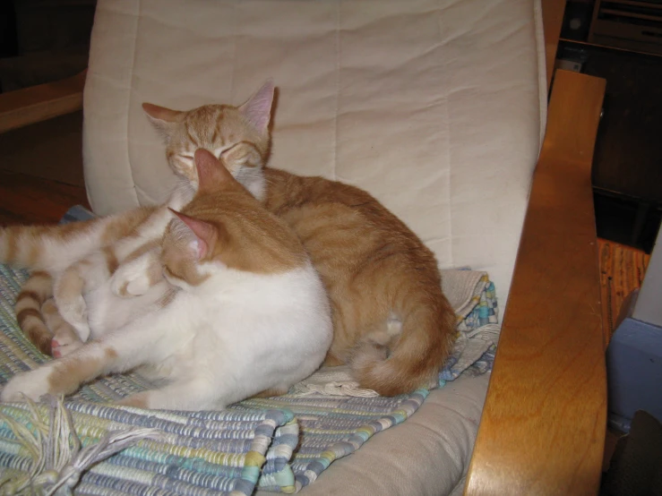 two cats are laying on a chair together