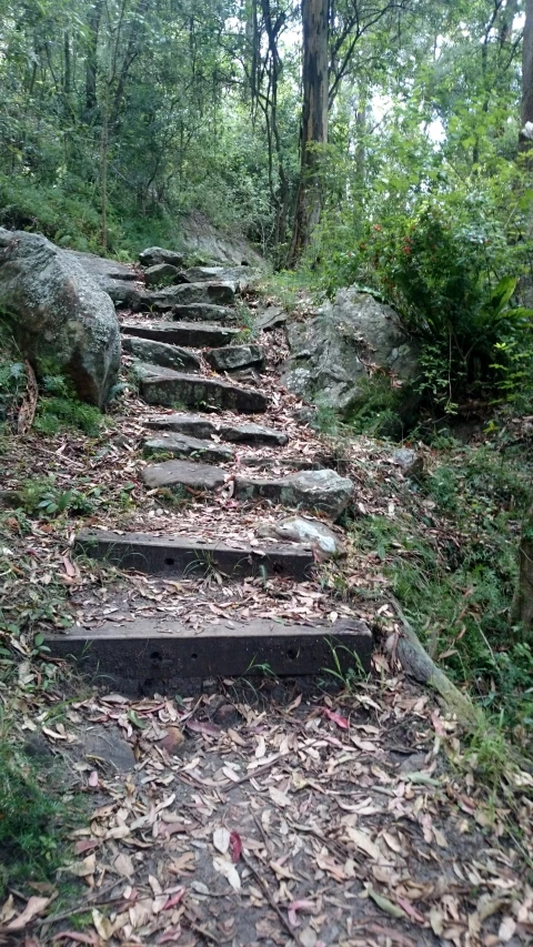 a stone path through the woods in fall