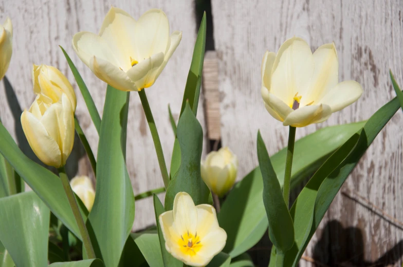 close up of flowers near a fence during the day