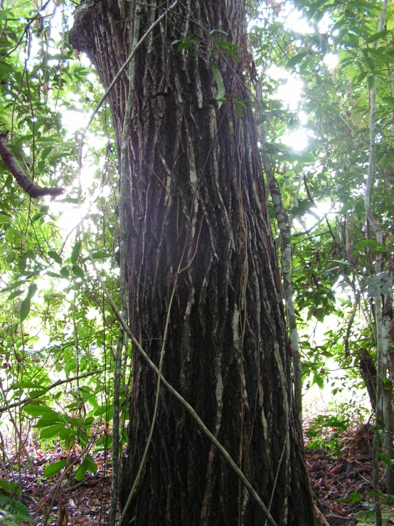 the trunk of an old tree in the middle of the forest