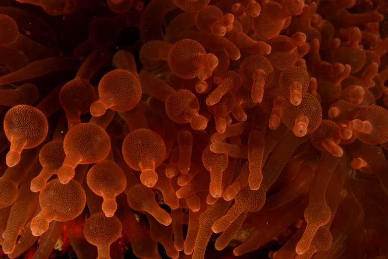 an underwater view of the ocean coral, sea and coral life