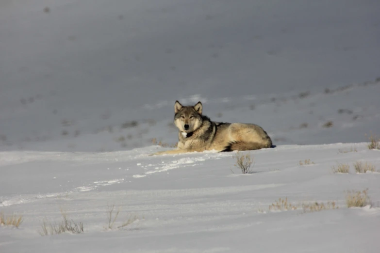 a dog sitting on the snow in the middle of a field