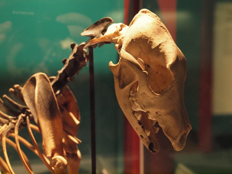 this is a bird that is laying on a skeleton