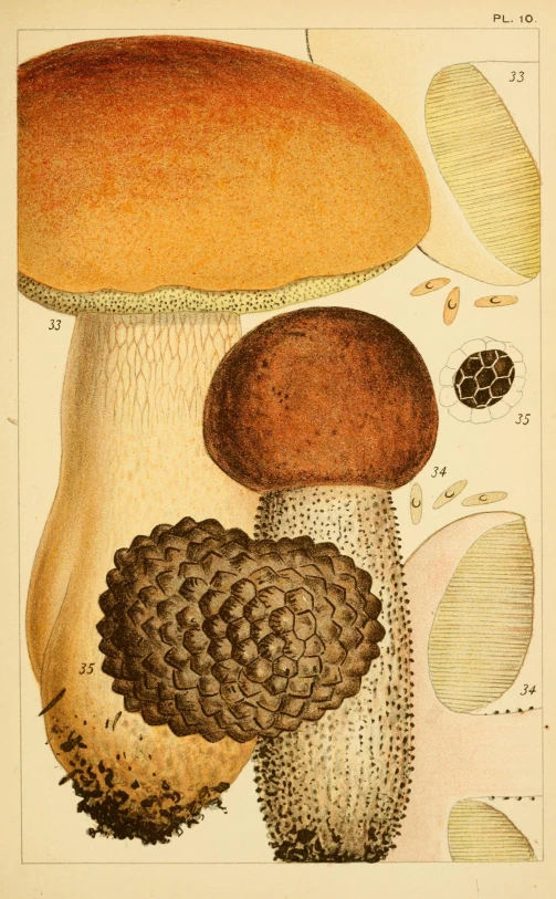 a painting of different types of mushrooms