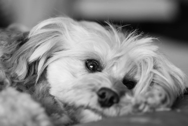 black and white pograph of a small dog