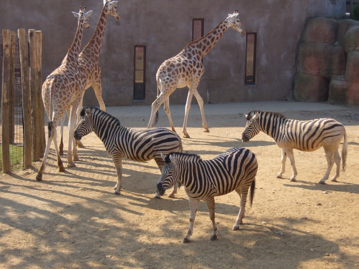 zes and giraffes are standing near a house