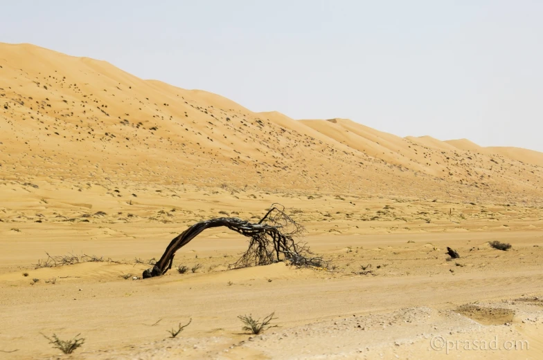 a small elephant walking through the desert with sand dunes in the background