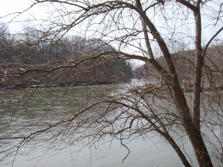 a tree that is next to a river