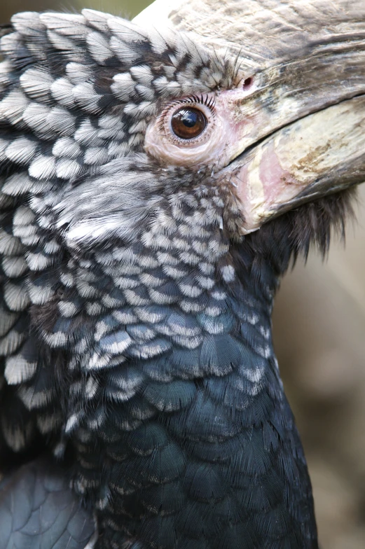a close up of the face and beak of a bird