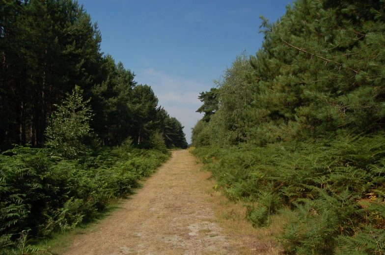 the dirt road is between several trees