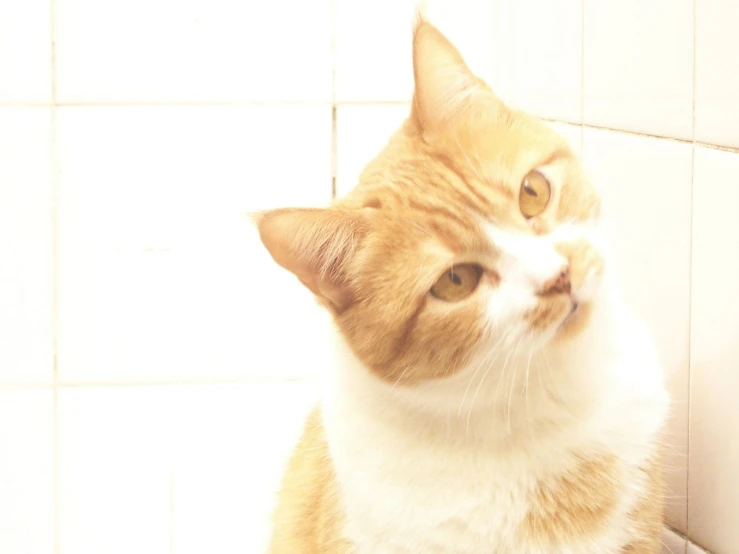 the orange and white cat is relaxing in the bathroom