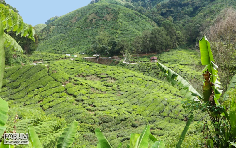 a green hill surrounded by lush greenery and trees