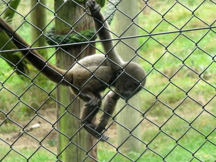 a monkey is climbing on a fence