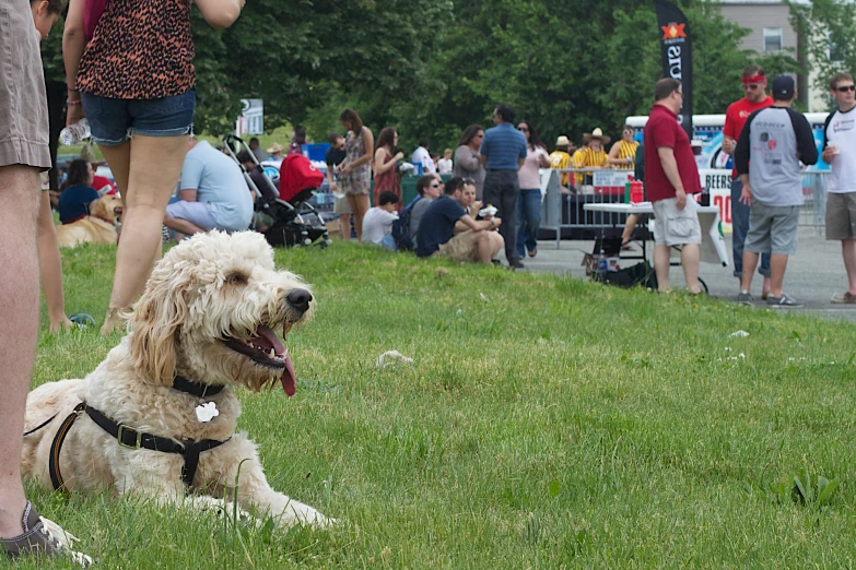 a dog is being walked on the grass by people