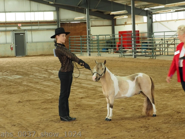 a woman leads a young horse at a circus