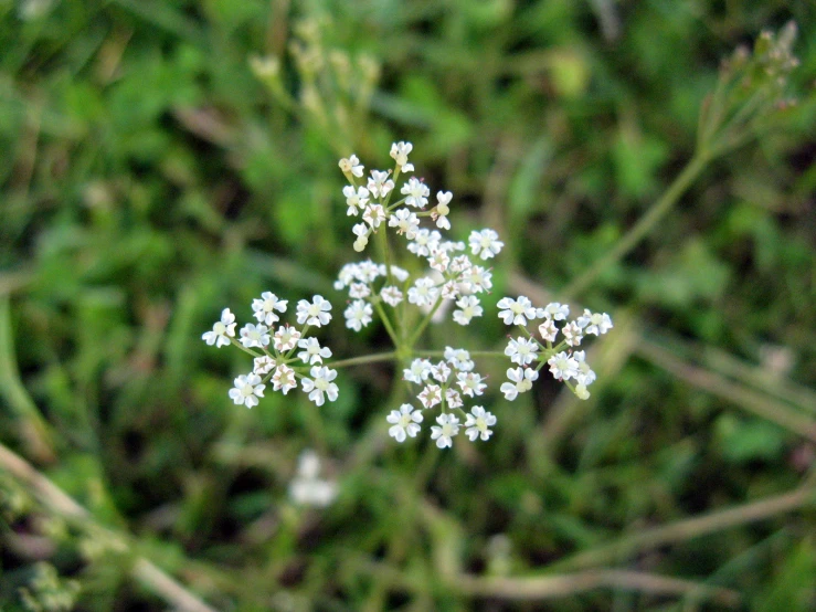 close up of white flowers on a green plant