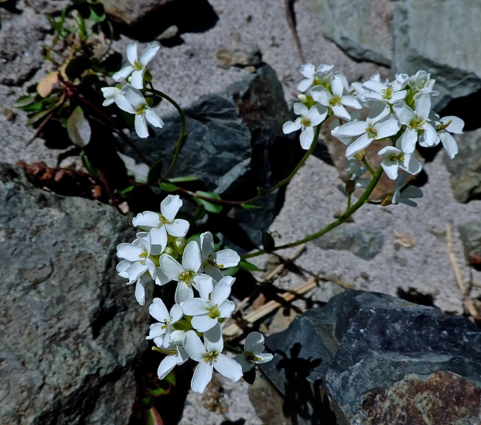 close up of flowers blooming in some rocks