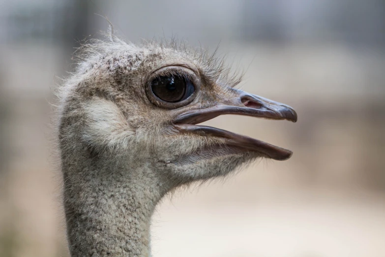 the ostrich has thick, feathers like it is eating