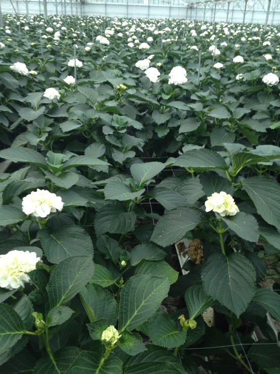 a field with many flowers growing next to each other