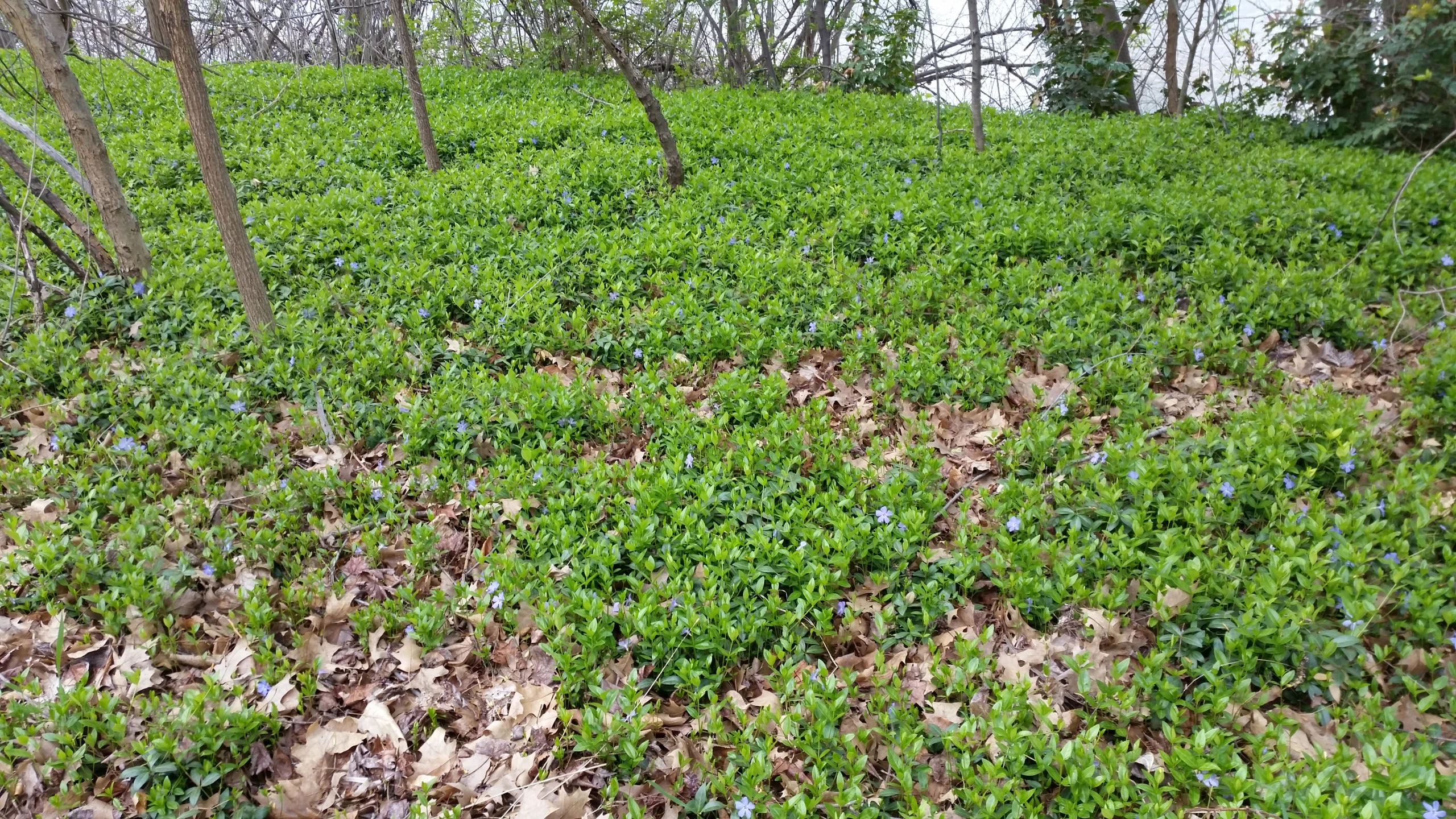 a patch of green grass with weeds near many trees