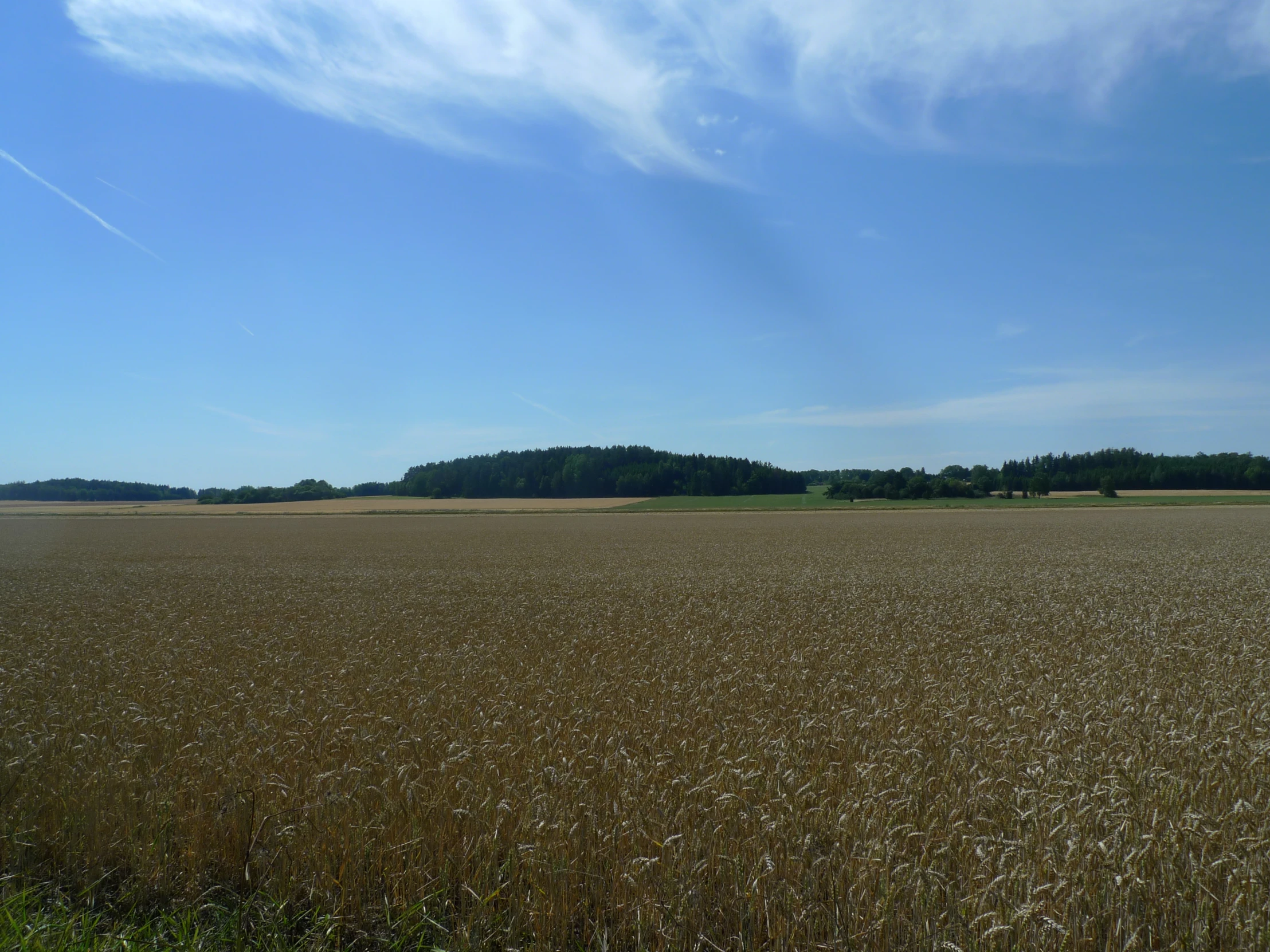 the grass in the field looks to be dying