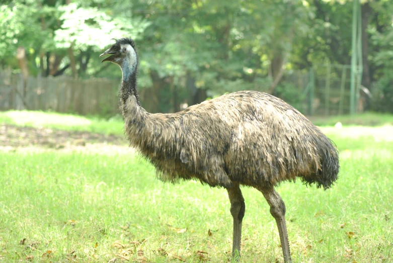 an ostrich stands in the grass near a tree