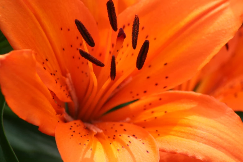 close up of a bright orange flower with dark spots