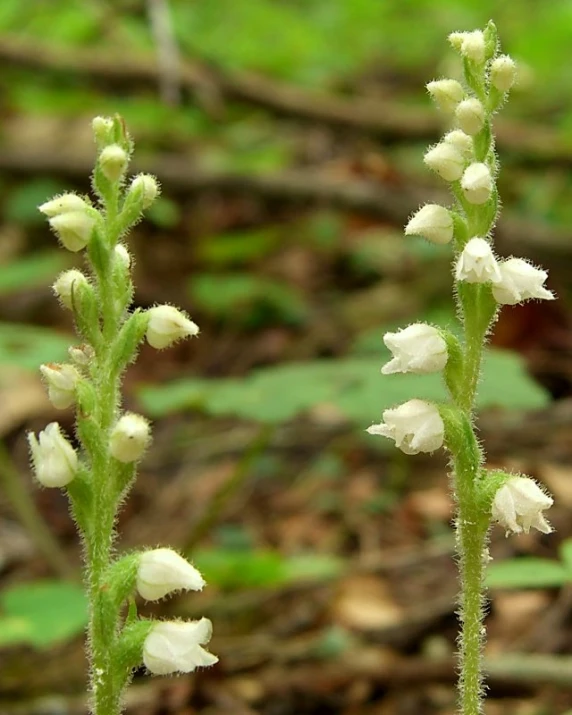 an image of a closeup of a flower