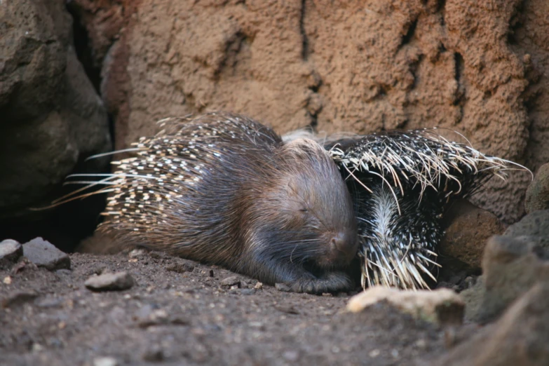 a small porcupine sleeps in the sun next to a rock wall