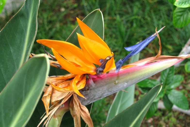 a close up of a flower on a plant