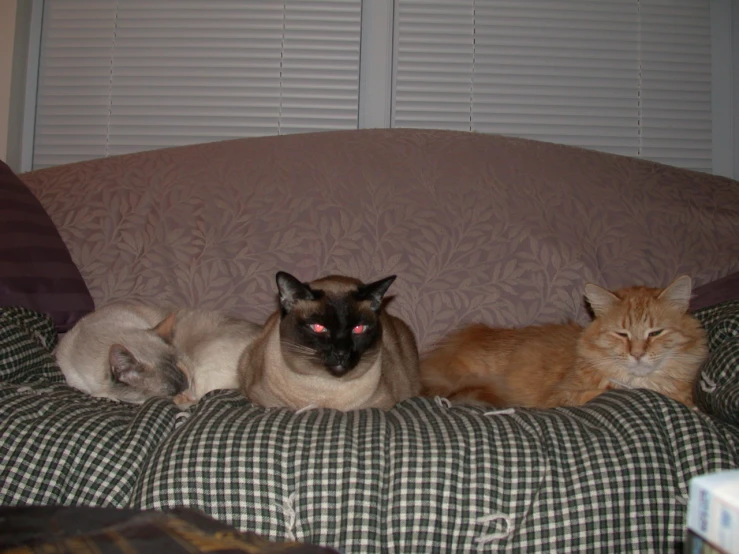 two cats are lying next to each other on the couch