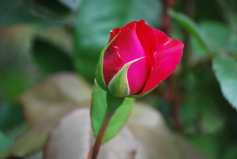 a close up of a single flower on a nch