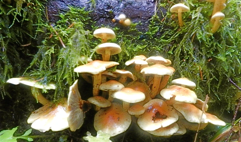 mushrooms are growing in a green patch of dirt