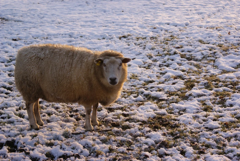 sheep standing on top of a snow covered field