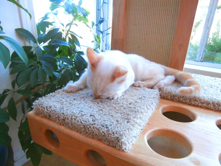 the cat is lying on the cat scratch pad