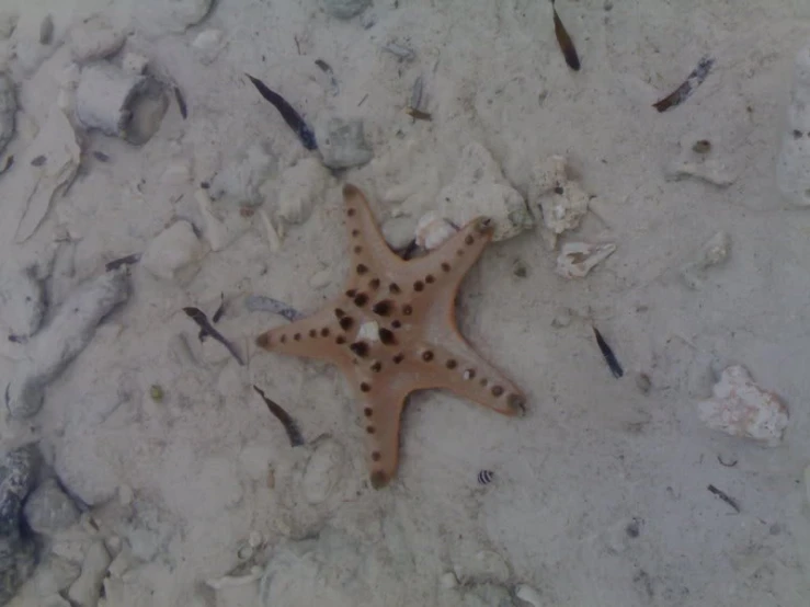 there is a starfish on the sand by itself