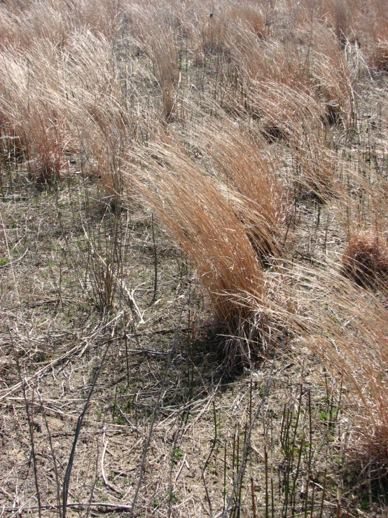 an area that has a field with trees and dry grass