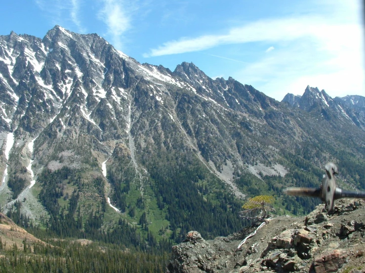 the mountain view has lots of pine trees on it