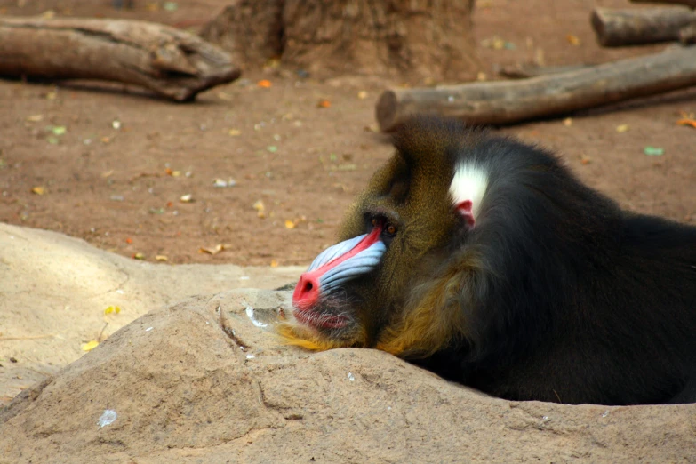 a monkey sitting with its mouth open in a zoo exhibit