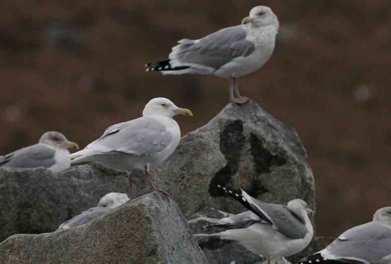 seagulls perch on rocks on the beach