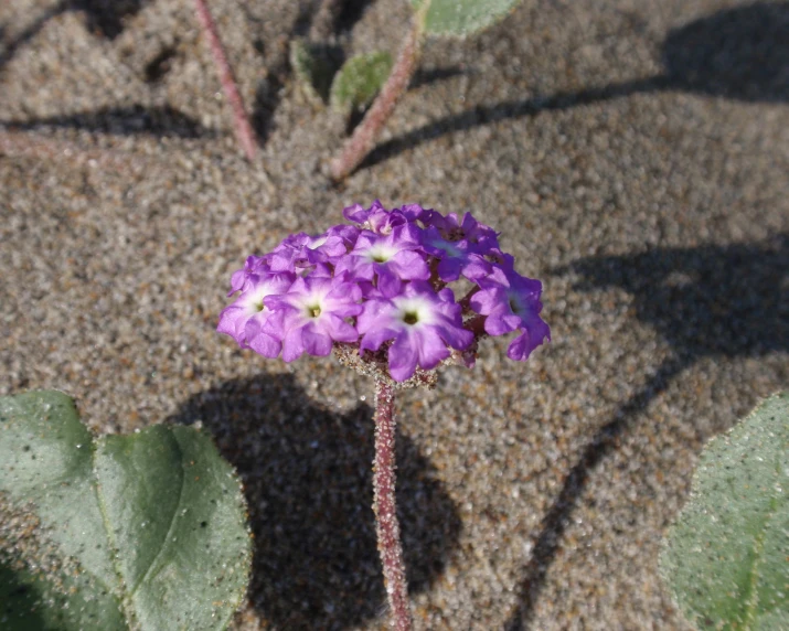 a close up of purple flowers growing in the sand