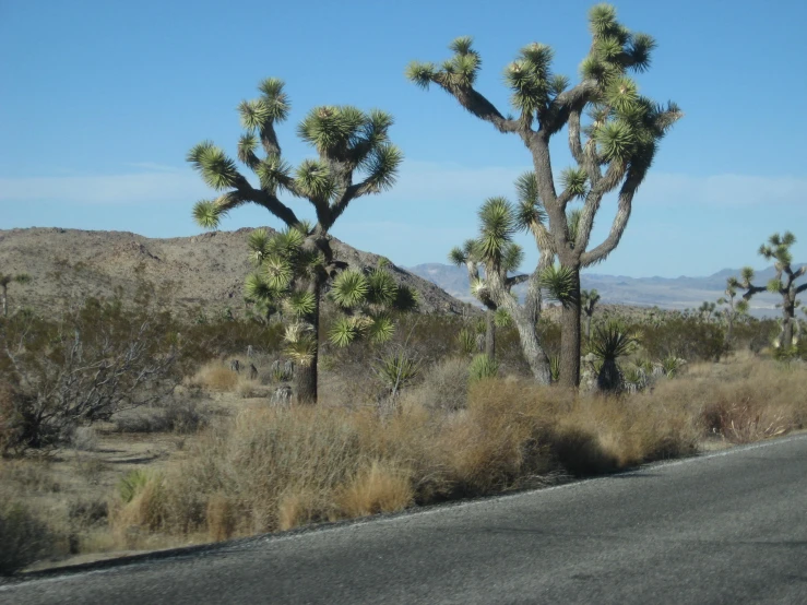 a road is lined with cacti and mountains