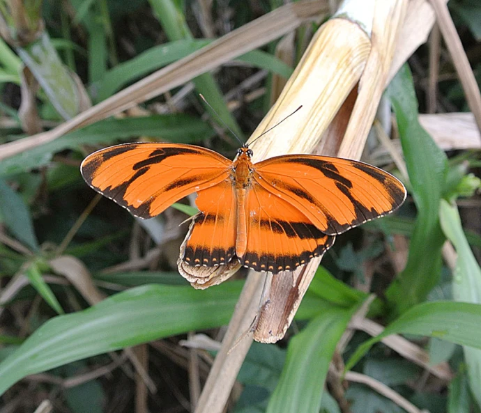 an orange and black erfly with wings spread sitting on a blade of grass