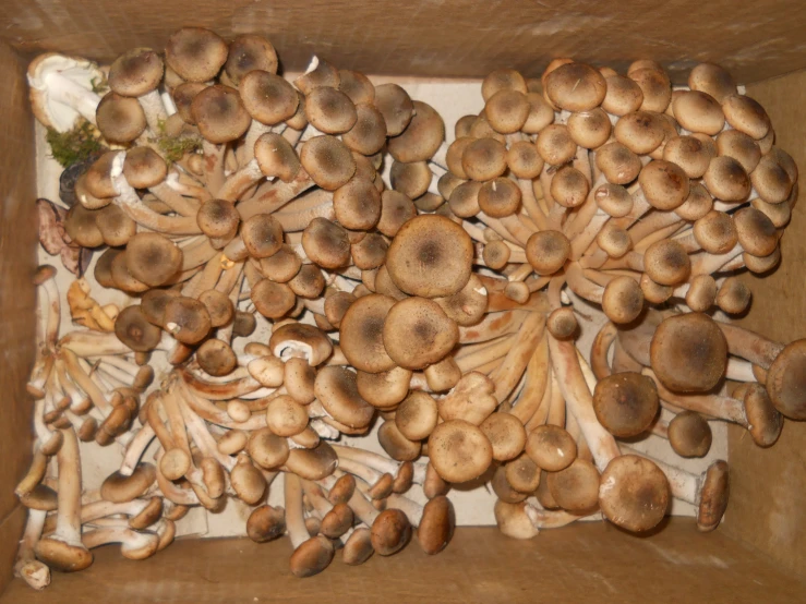 mushrooms are sitting in the middle of a box