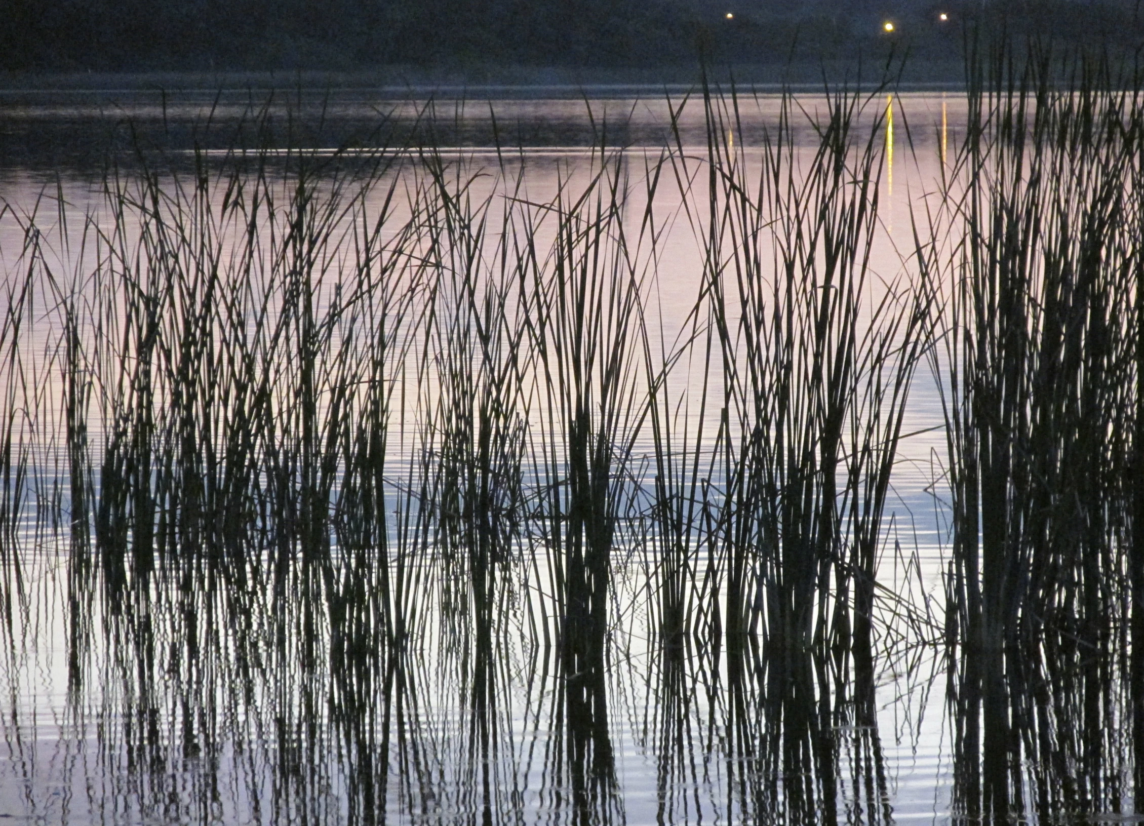 some very thin reeds in the water