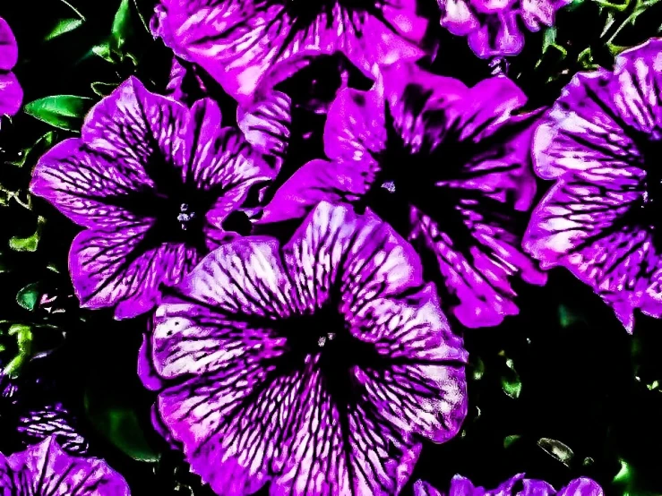 purple petunias in an image that appears to be painted