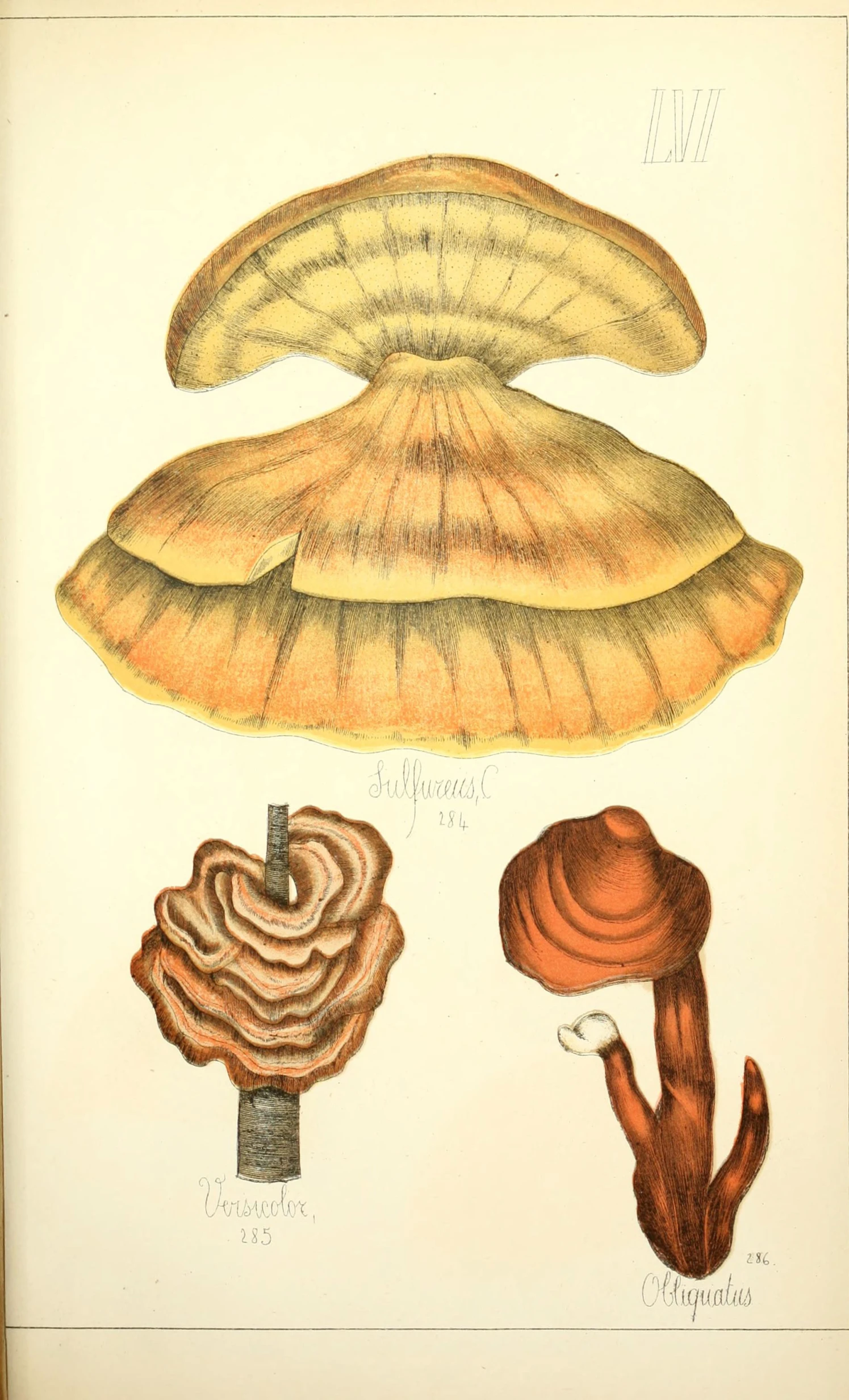 three different kinds of mushrooms are shown